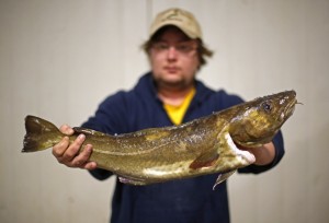 http://www.pressherald.com/2015/10/29/study-climate-change-in-gulf-of-maine-is-responsible-for-cods-failure-to-recover/